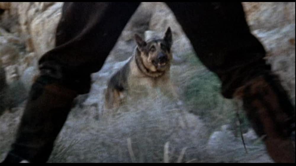 サランドラの画像