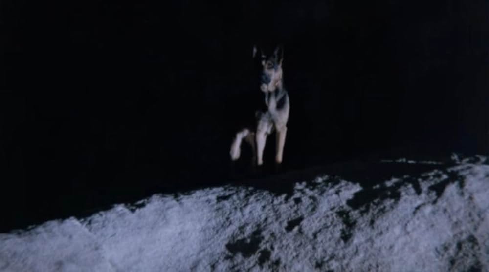 サランドラの画像