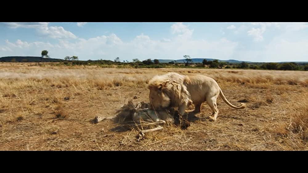 「ミアとホワイトライオン 奇跡の1300⽇」Thor the White Lionの画像