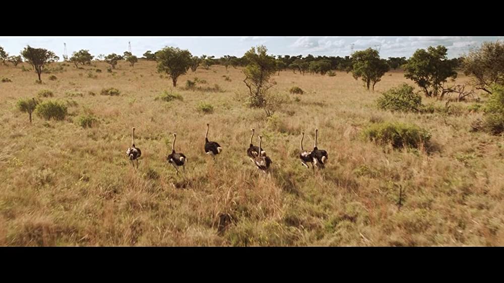 ミアとホワイトライオン 奇跡の1300⽇の画像