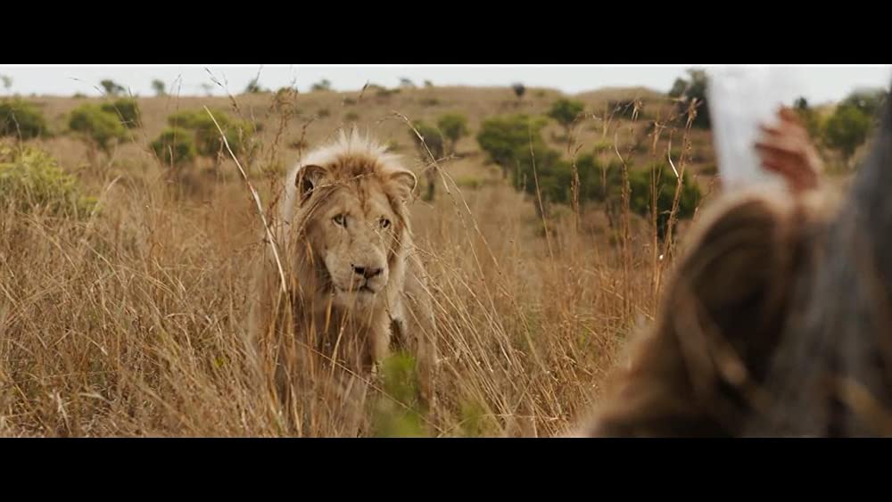 「ミアとホワイトライオン 奇跡の1300⽇」Thor the White Lionの画像