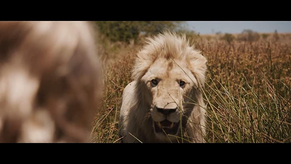 「ミアとホワイトライオン 奇跡の1300⽇」Thor the White Lionの画像