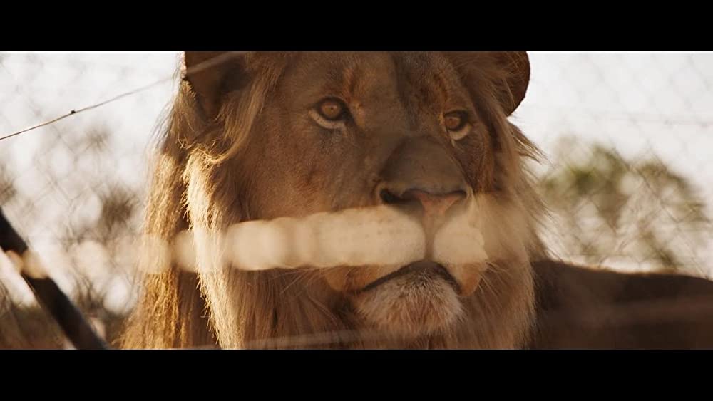 ミアとホワイトライオン 奇跡の1300⽇の画像