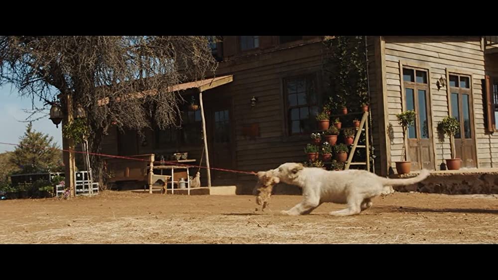 「ミアとホワイトライオン 奇跡の1300⽇」Thor the White Lionの画像