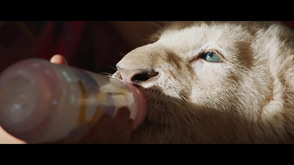 「ミアとホワイトライオン 奇跡の1300⽇」Thor the White Lionの画像