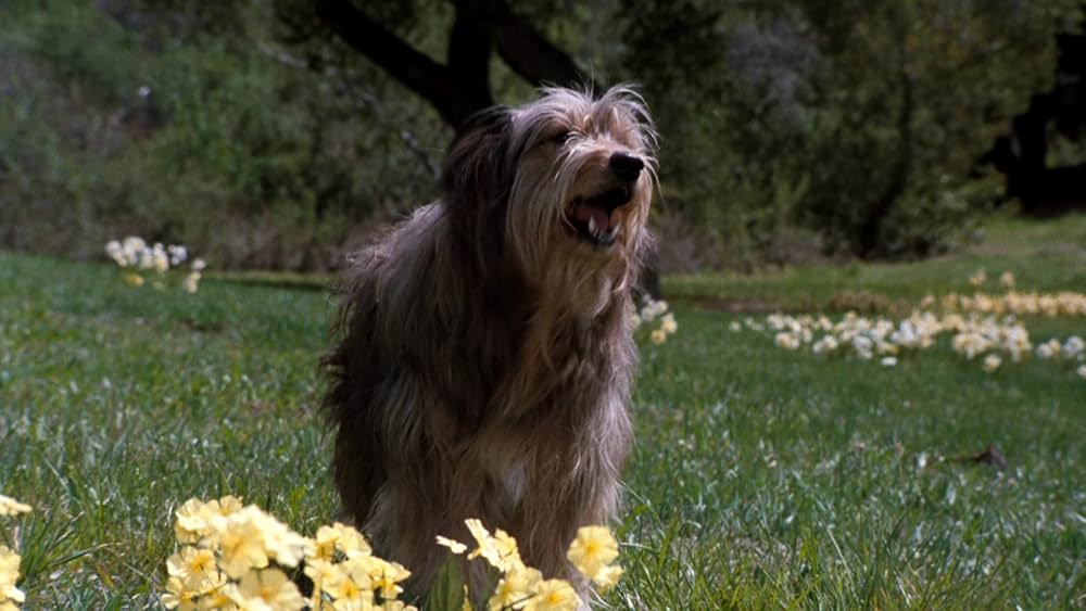 ムーンウォーカーの画像