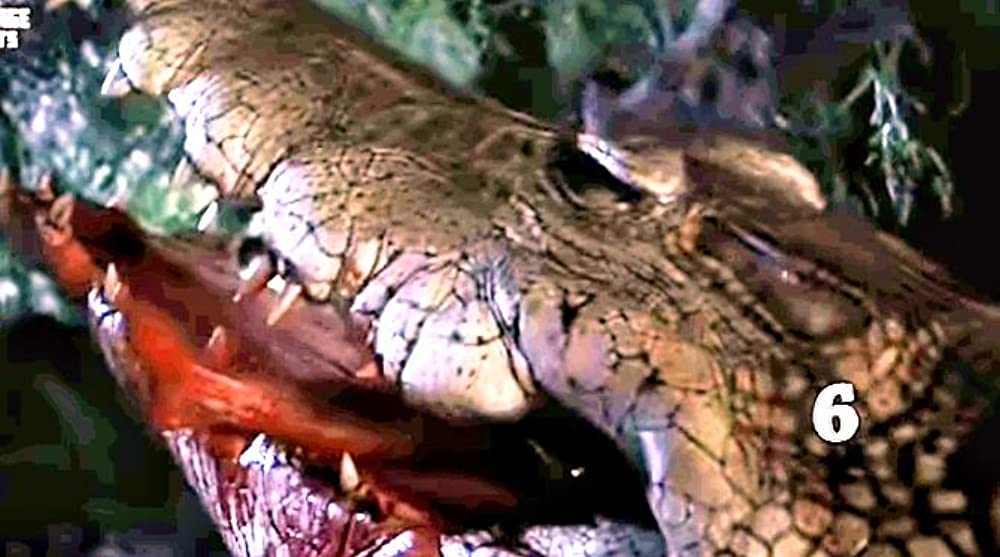 レプティリアの画像