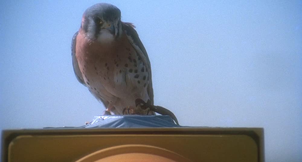 ザ・ビジターの画像