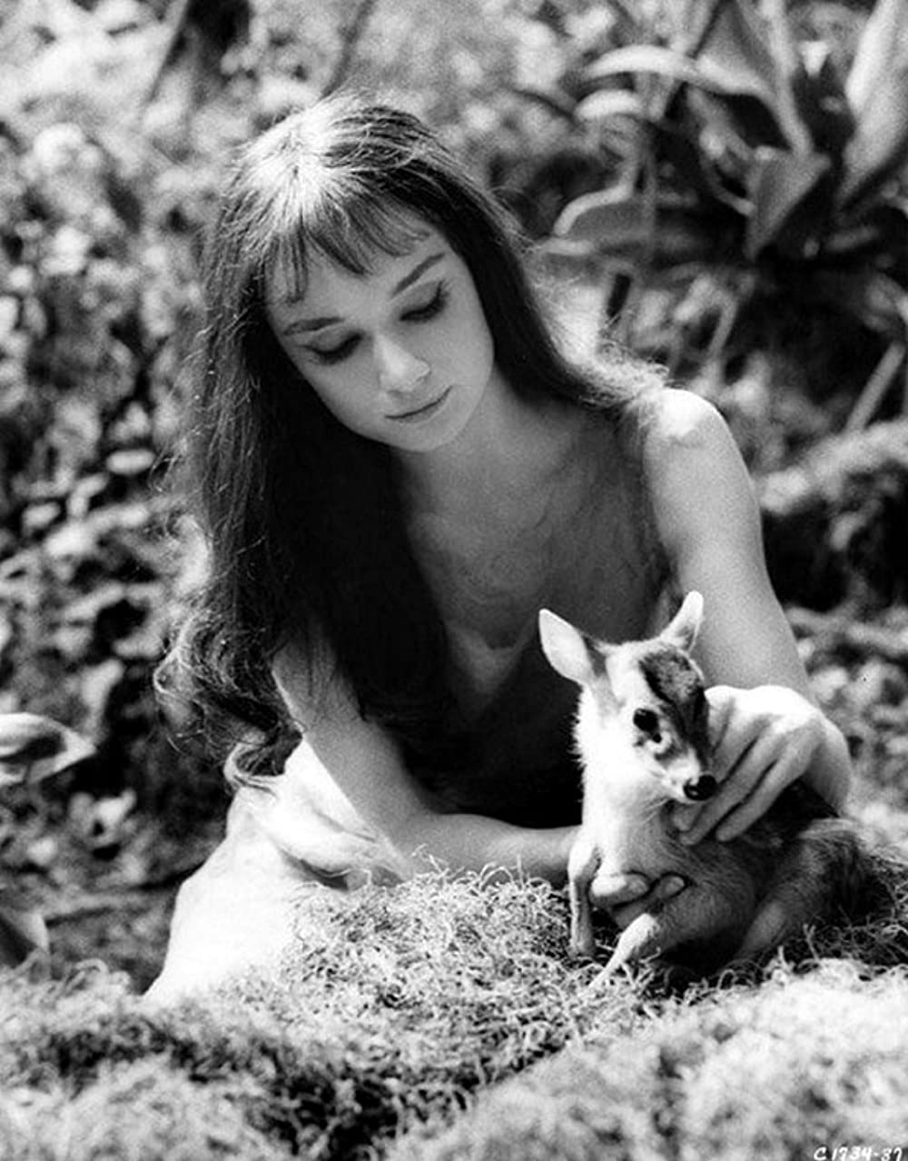 「緑の館」オードリー・ヘプバーンの画像