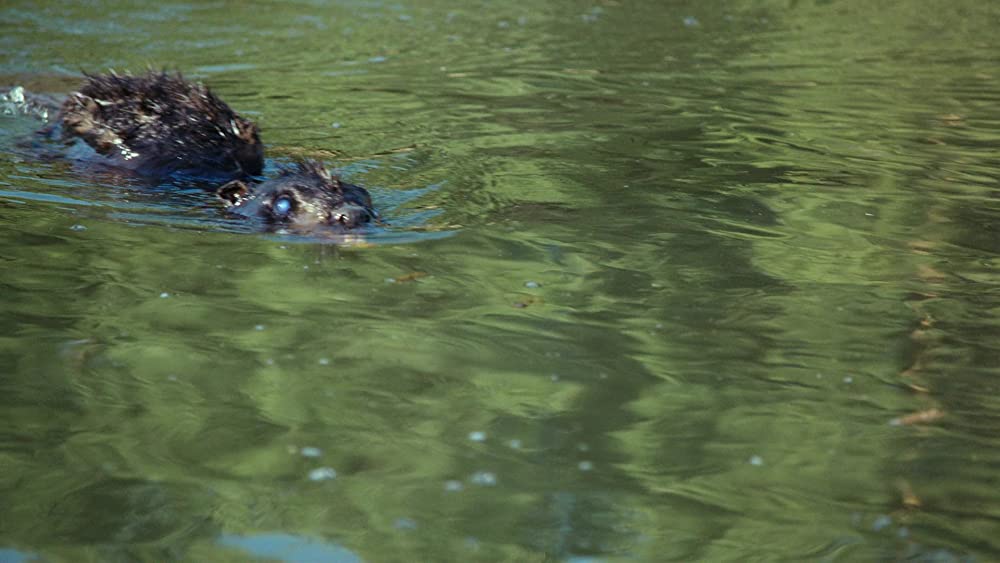 ゾンビーバーの画像