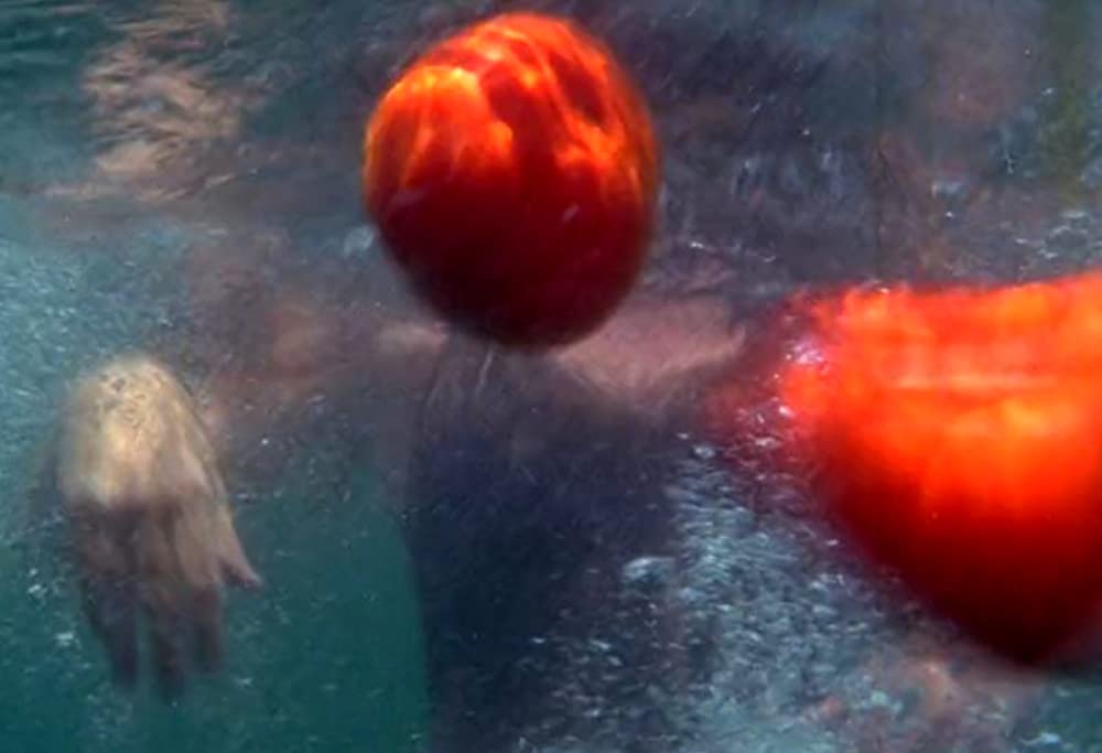 アタック・オブ・ザ・キラートマトの画像