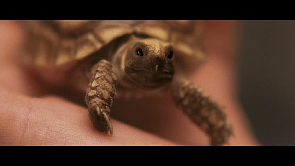 小さき勇者たち 〜ガメラ〜の画像