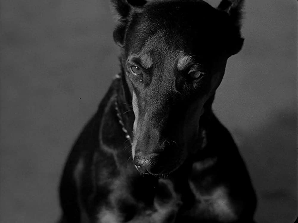 「恐怖と欲望」の画像