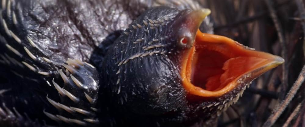 ビバリウムの画像