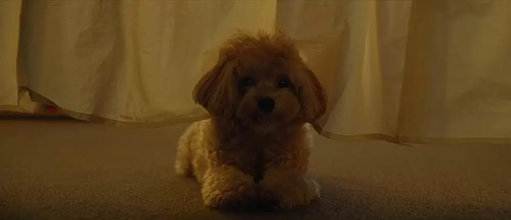 パラサイト 半地下の家族の画像