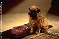 恋愛小説家の画像