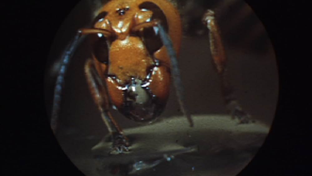 昆虫大戦争の画像