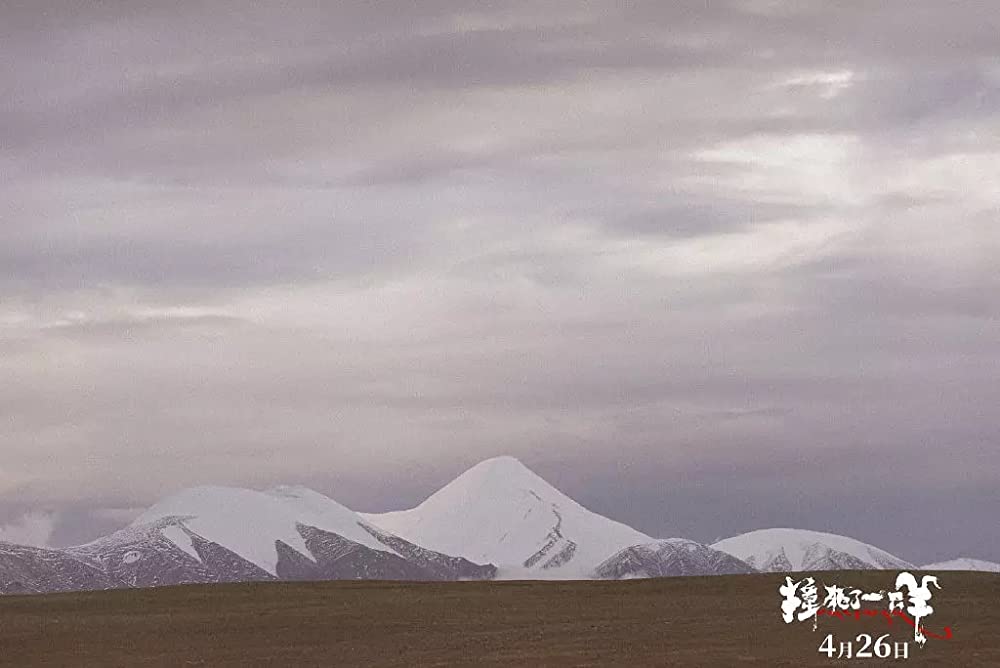 轢き殺された羊の画像