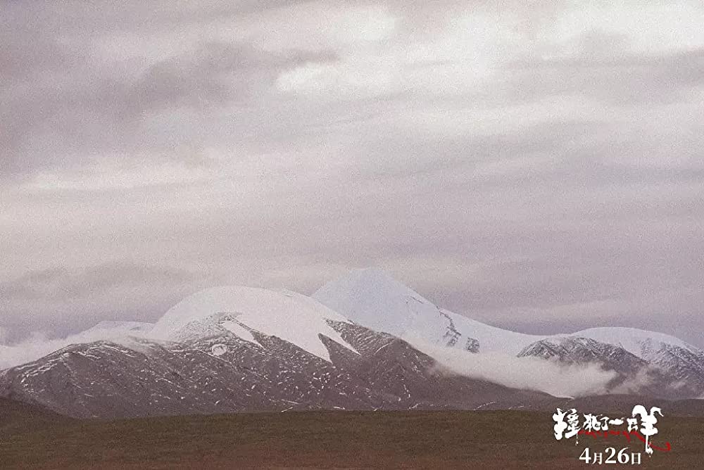 轢き殺された羊の画像