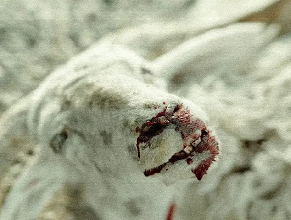 轢き殺された羊の画像