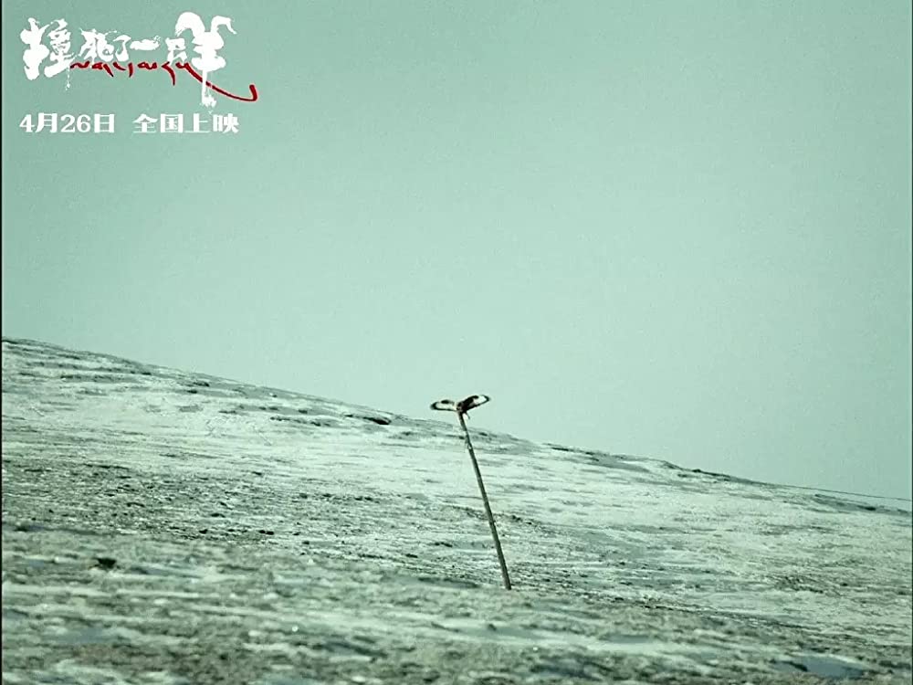 轢き殺された羊の画像