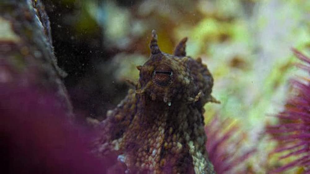 「オクトパスの神秘: 海の賢者は語る」の画像