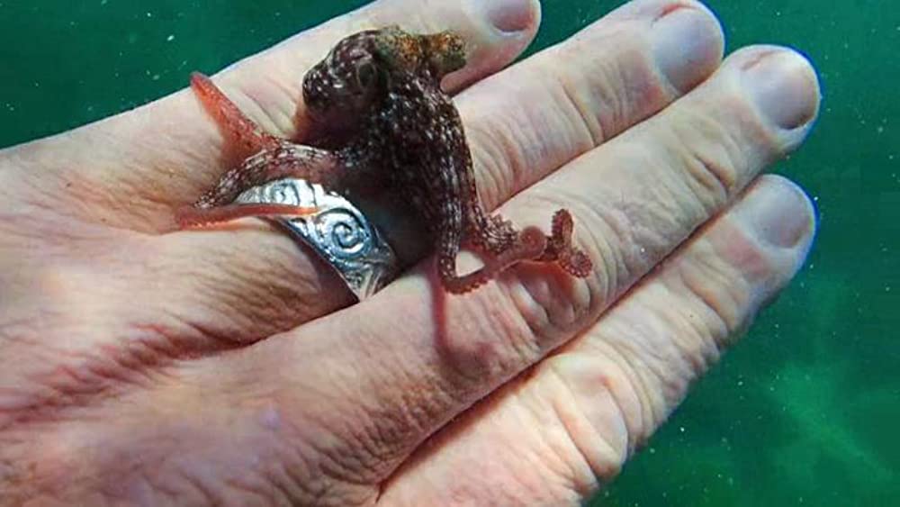 「オクトパスの神秘: 海の賢者は語る」の画像