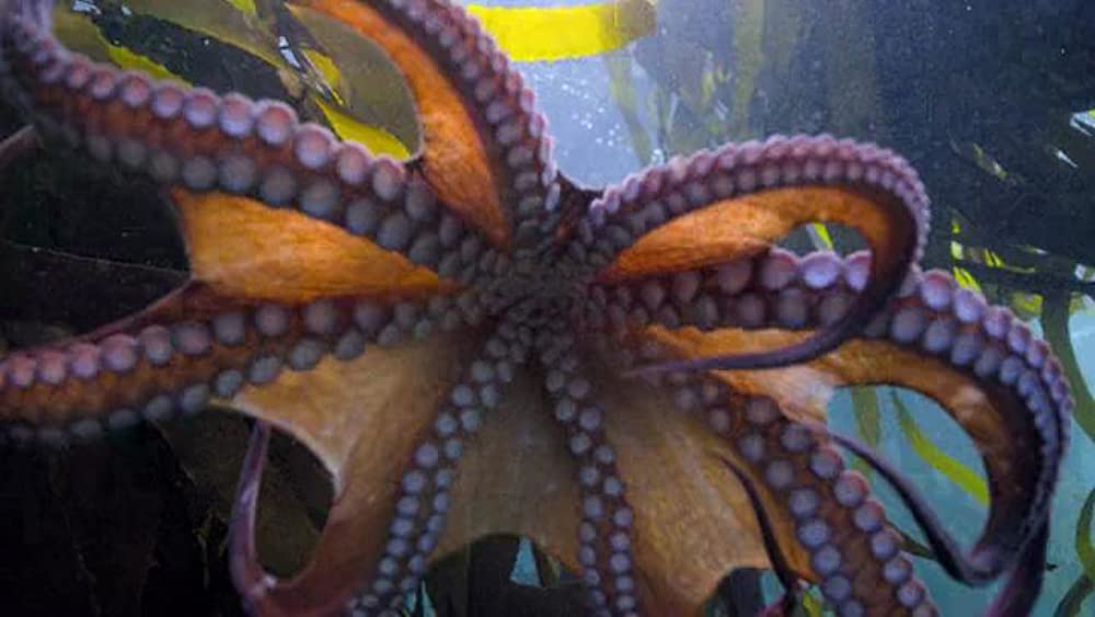 「オクトパスの神秘: 海の賢者は語る」の画像