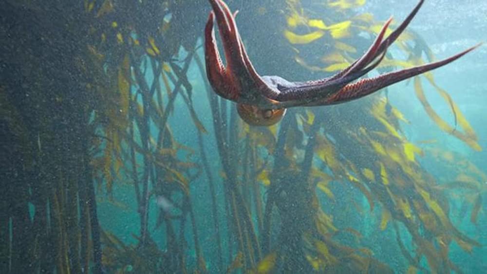 「オクトパスの神秘: 海の賢者は語る」の画像