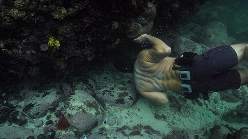 「オクトパスの神秘: 海の賢者は語る」Craig Fosterの画像