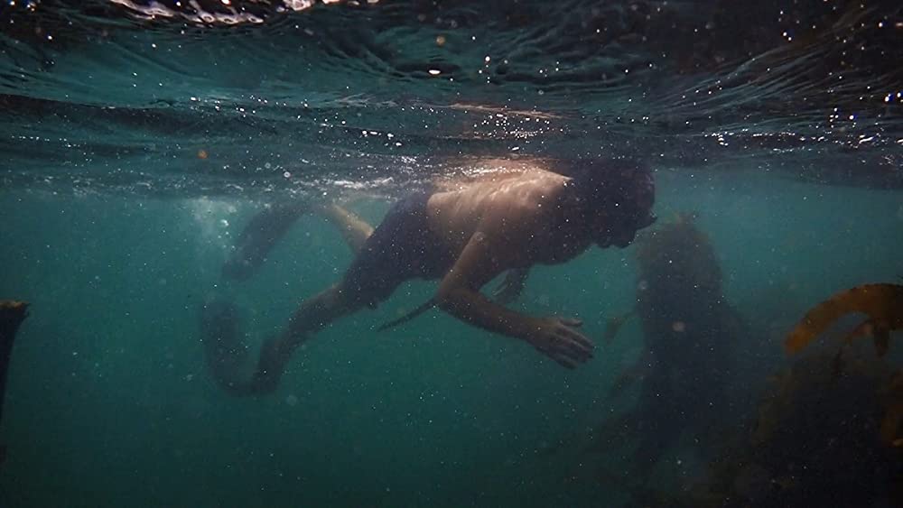 「オクトパスの神秘: 海の賢者は語る」の画像