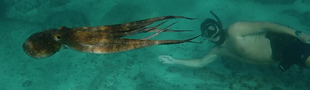 「オクトパスの神秘: 海の賢者は語る」の画像