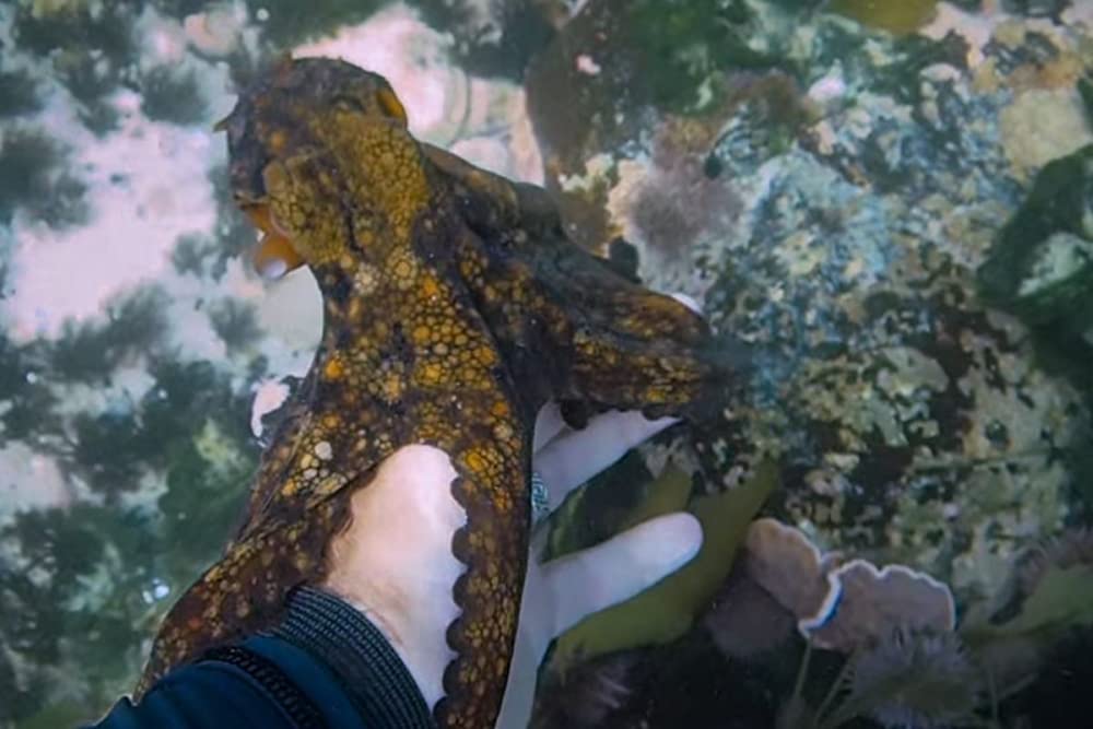 「オクトパスの神秘: 海の賢者は語る」の画像
