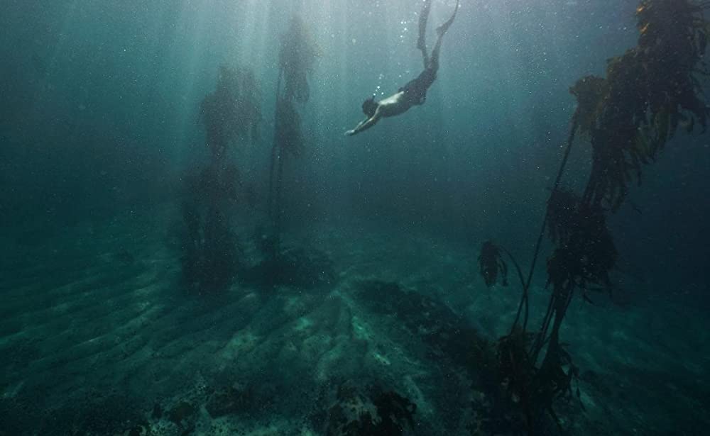 「オクトパスの神秘: 海の賢者は語る」の画像