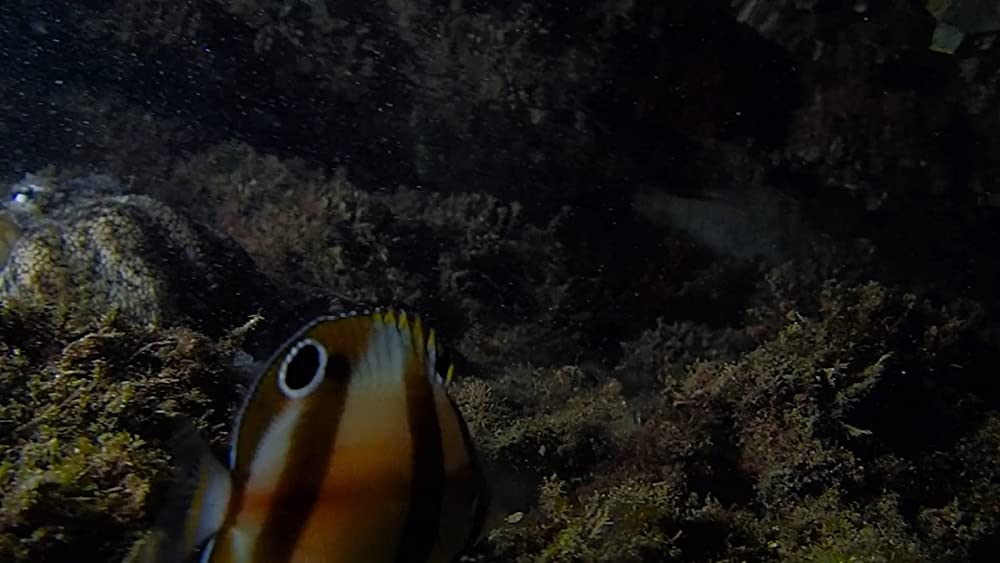 「オクトパスの神秘: 海の賢者は語る」の画像