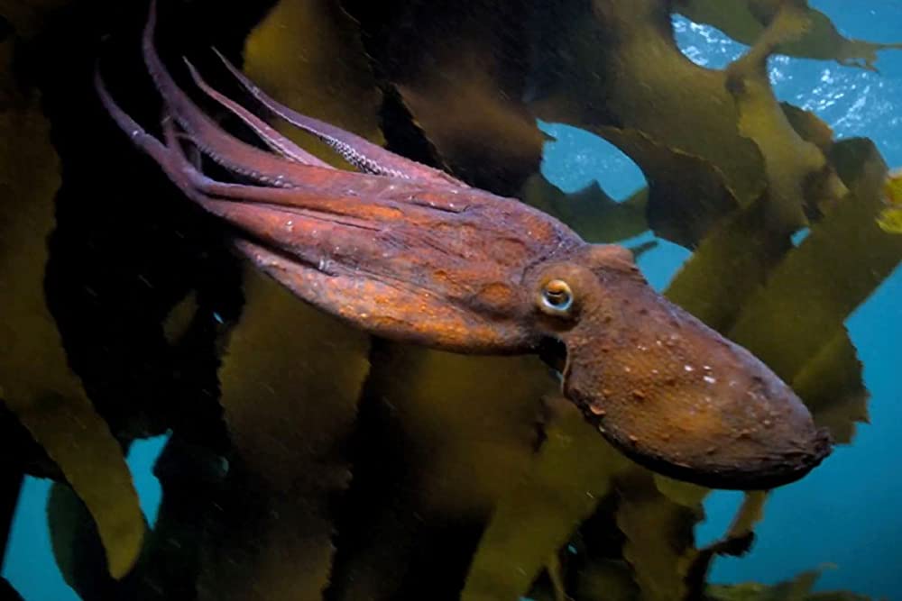 「オクトパスの神秘: 海の賢者は語る」の画像