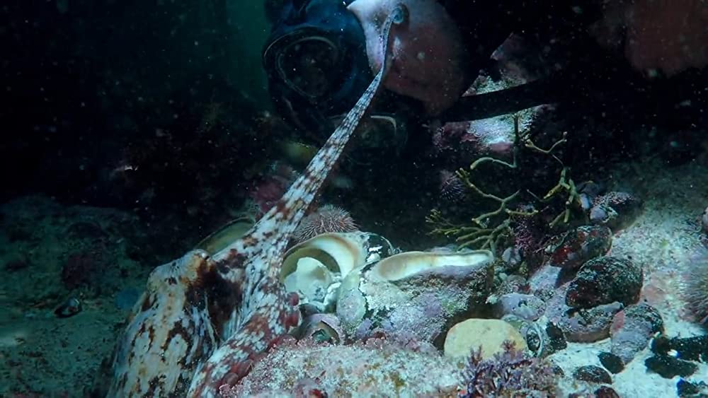 「オクトパスの神秘: 海の賢者は語る」の画像