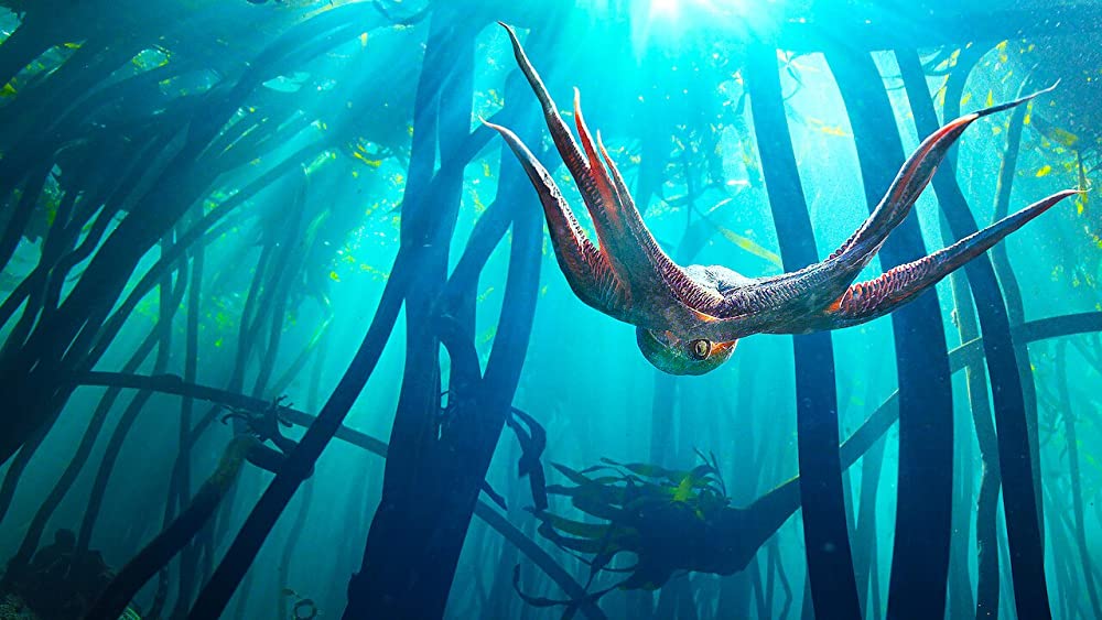 「オクトパスの神秘: 海の賢者は語る」の画像