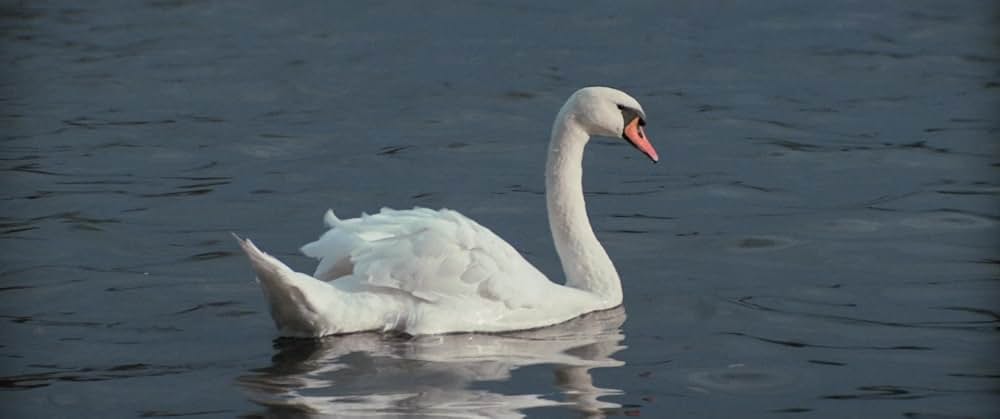 アンデルセン童話 にんぎょ姫の画像