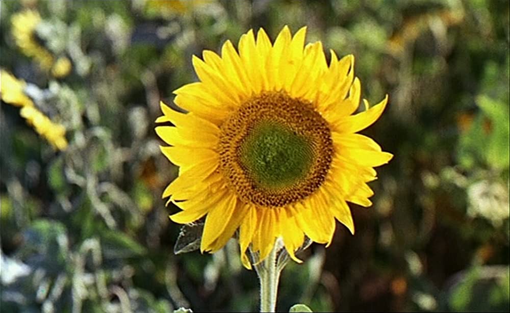 幸福（しあわせ）の画像