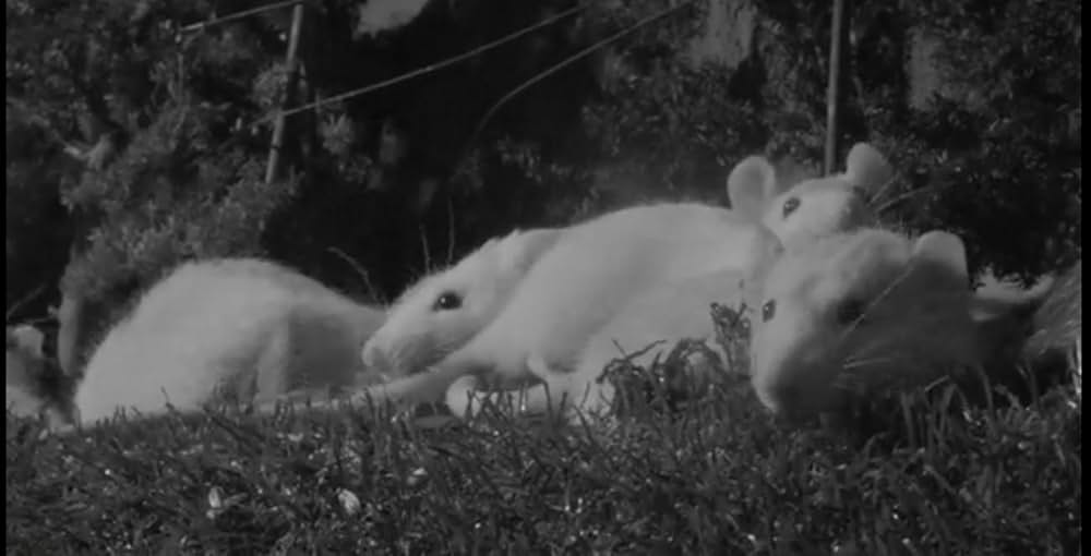 ネズラ 1964の画像