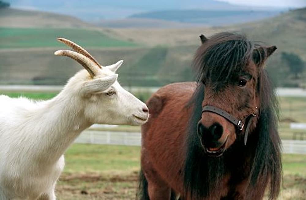 「レーシング・ストライプス」ウーピー・ゴールドバーグ & ダスティン・ホフマンの画像