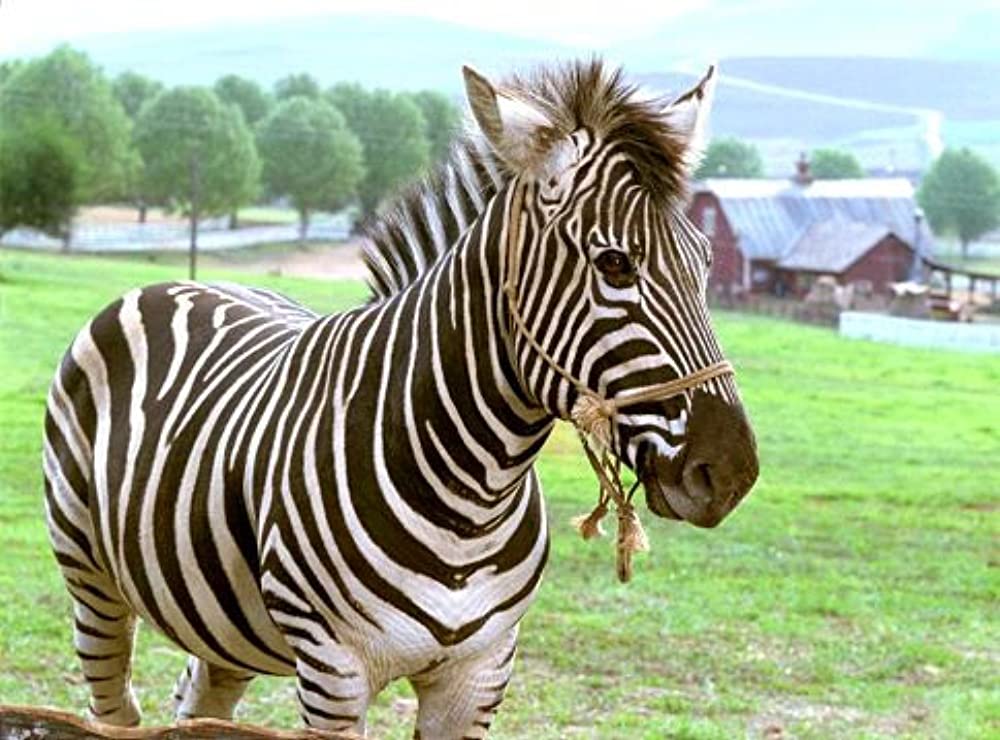 「レーシング・ストライプス」Frankie Munizの画像