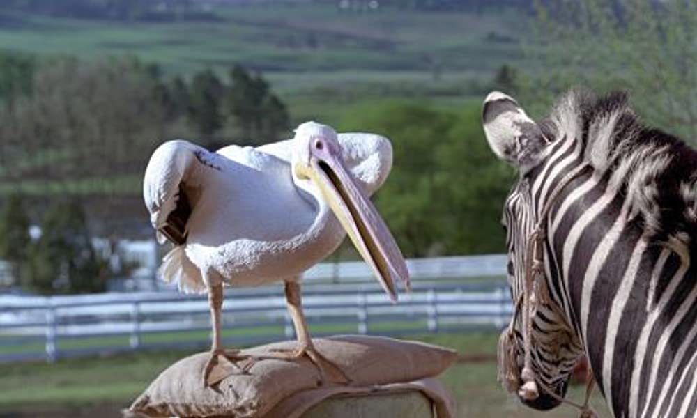 「レーシング・ストライプス」ジョー・パントリアーノ & Frankie Munizの画像