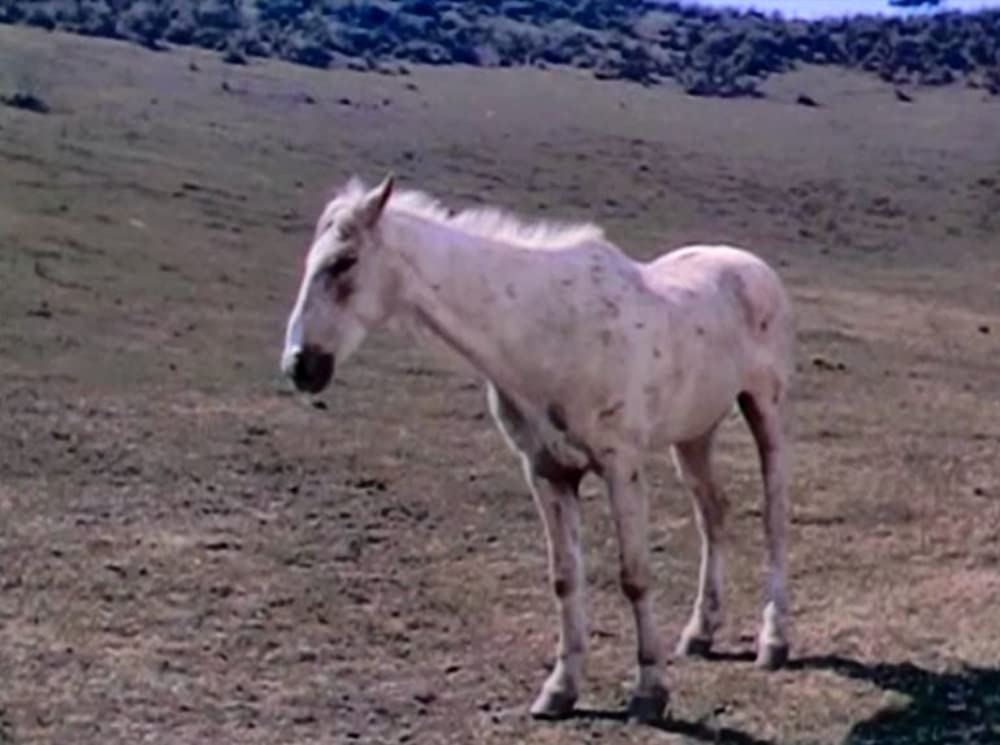 「早射ち無宿」オーディ・マーフィ & ロリ・ネルソンの画像