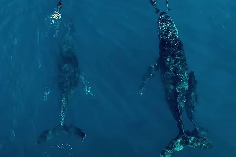 Seaspiracy 偽りのサステイナブル漁業の画像