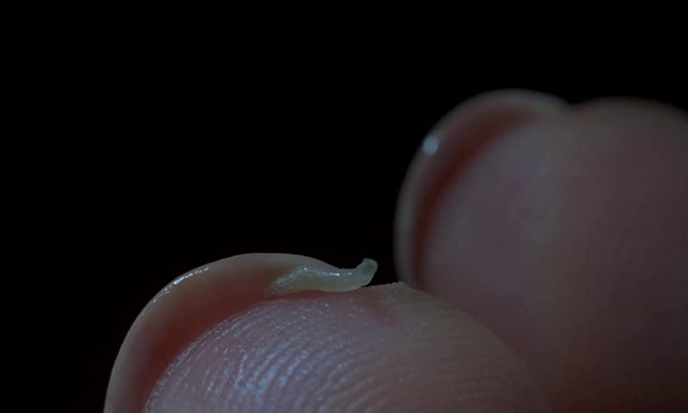 フェノミナの画像