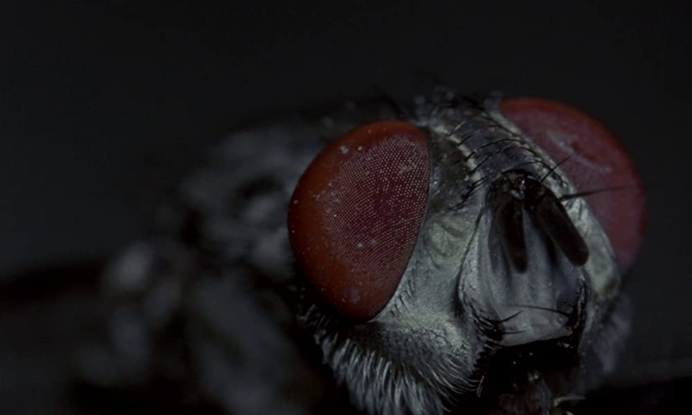 フェノミナの画像