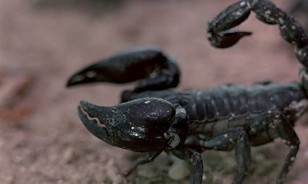 フェノミナの画像