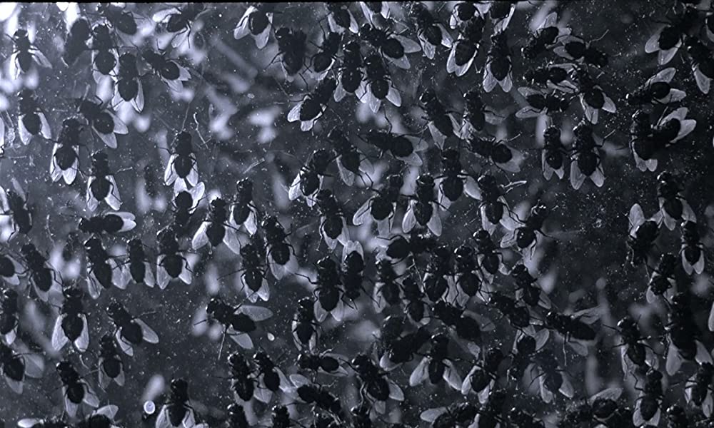 フェノミナの画像